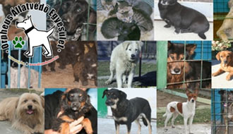 kutyaotthon, adóegyszázalék, szja 1 %