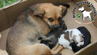 adóbevallás, állatotthon, adó 1%