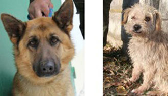 kutyamentés, állatmenhely, adóbevalláskor, adó egy százalék