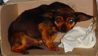 állatmenhely, gazdikereső, adó egy százalék, adó 1