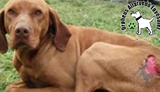 adóbevallás, örökbefogadható kutya, állatotthon, adó 1%