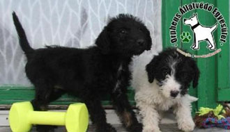 állatotthon, személyi jövedelemadó, adó 1 százalék